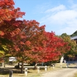 京都　紅葉穴場スポット　智積院