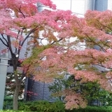 京都　紅葉穴場スポット　京都リサーチパーク