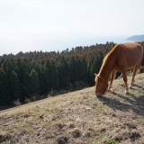  岬の馬にも冬が来る