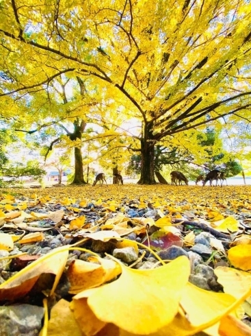 「奈良のお散歩4  〜奈良公園〜」
