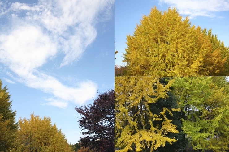 黄色の隣は　まだ緑　気まぐれな　秋の空に　雲も芸達者