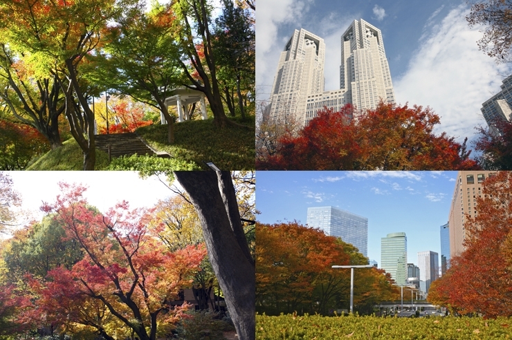 新宿中央公園の　紅葉