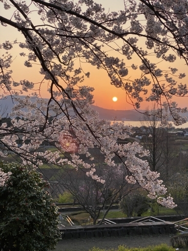 桜「★世界を救う！？グリーンポットキーサプリとお気に入りの桜たち★米子の美容室・美容院lapark*SAKU」