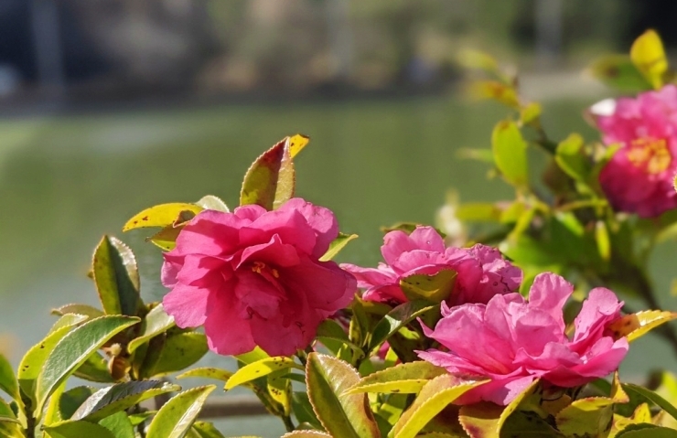 「滝の宮公園　早春の椿」
