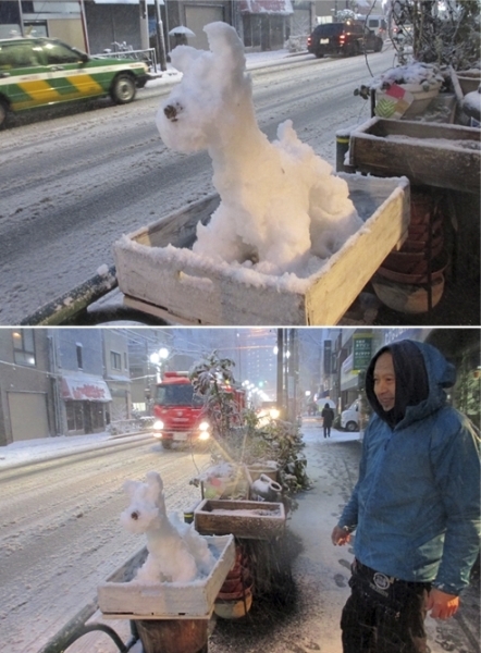 雪犬だ！　うちで飼ってる犬だよって　うまいですね<br>花屋のお兄さん