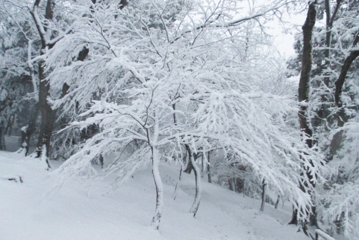 雪中のバレリーナ２　両手を広げて　ありがとうのご挨拶<br>あーー寒い　　アット言う間の20cm越え