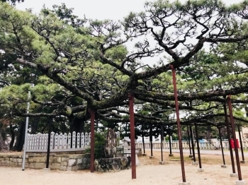 鹿児の浜松