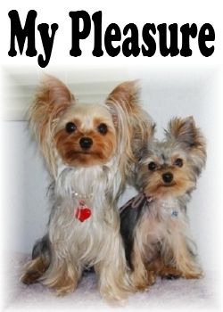 「ヨークシャーテリア専門犬舎 MY PLEASURE（マイ・プレジャー）」たっぷり愛情を注ぎ、健康で可愛いヨーキーを育てています！