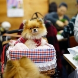★愛犬と一緒にティータイム♪　江戸川区内のドッグカフェ【まとめ】