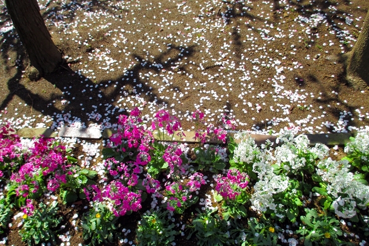 目を下に移せば　白梅の　花びら　もう春か