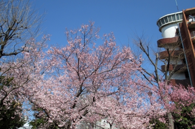 木の下は　小学生が花見して　お昼ご飯食べてる<br>写真は撮らなっかったけどね