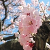 【No.430】桜の開花宣言が出た日に2