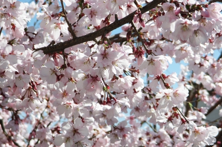 ちょっと　花　開きすぎですよ<br><br>もう少しで　新宿区内は花盛り　撮るぞ～