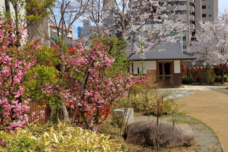春はサクラとハナカイドウ(左)が咲き美しい