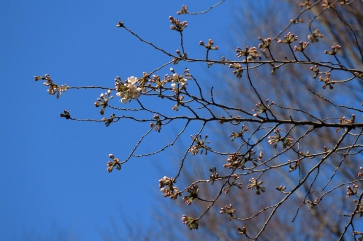 染井吉野桜　咲き始めました。大部分はまだツボミです。