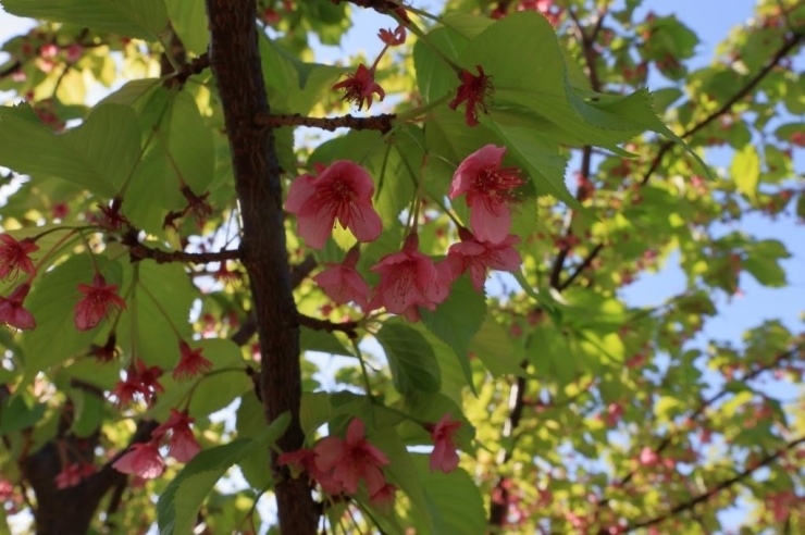 河津桜　見ごろ終に近づきました。まだ、花を付けています。