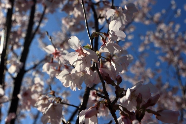 小彼岸桜　見ごろになっています。