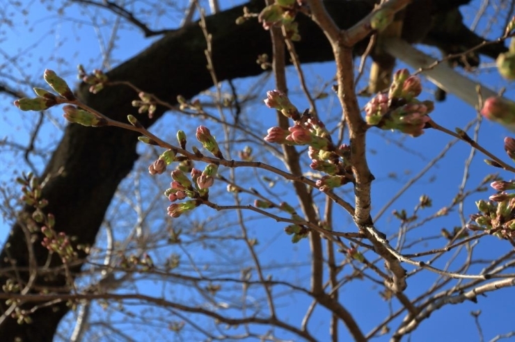 染井吉野桜　咲き始めました。大部分はまだツボミです。