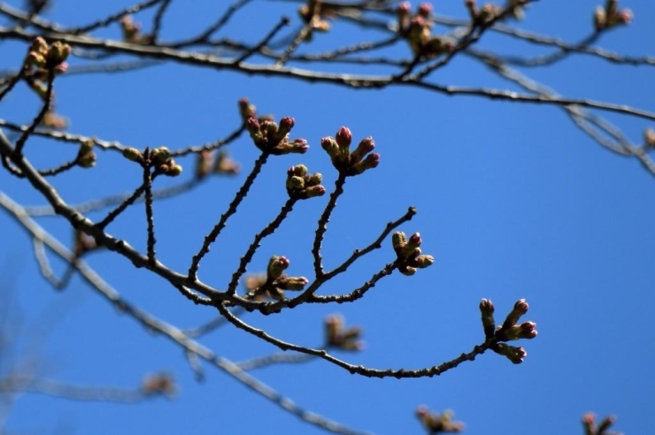 染井吉野桜　まだツボミのままです。