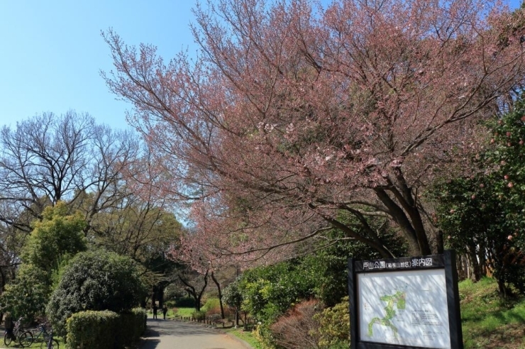 小彼岸桜　見ごろになっています。