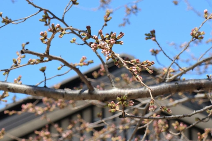 染井吉野桜　まだツボミのままです。