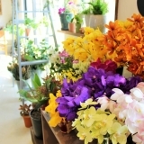 チュチュのようなかわいいお花屋さん『tutus flowers（チュチュスフラワース）』OPEN！【京都・五条七本松】