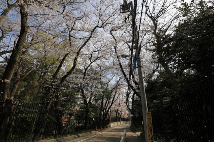 おとめ山公園・染井吉野桜・おとめ山通り