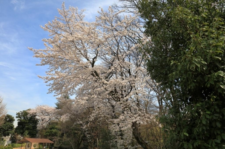 おとめ山公園(みんなの原っぱ)・染井吉野桜