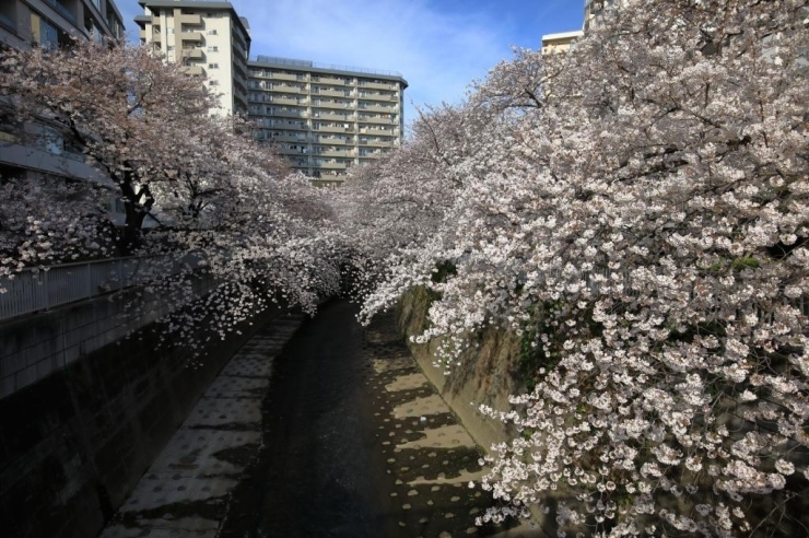 神田上水公園・神田川(亀齢橋)・染井吉野桜