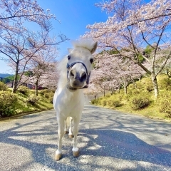 お馬さんと桜⁈ 乗馬クラブクレイン北大阪の自慢の桜並木