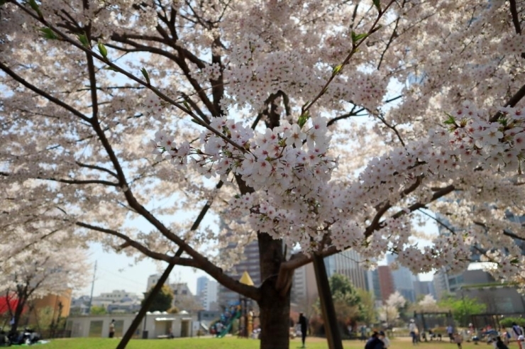 染井吉野桜　満開　花が散り始めました。