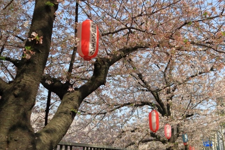 神田川遊歩道(西早稲田)