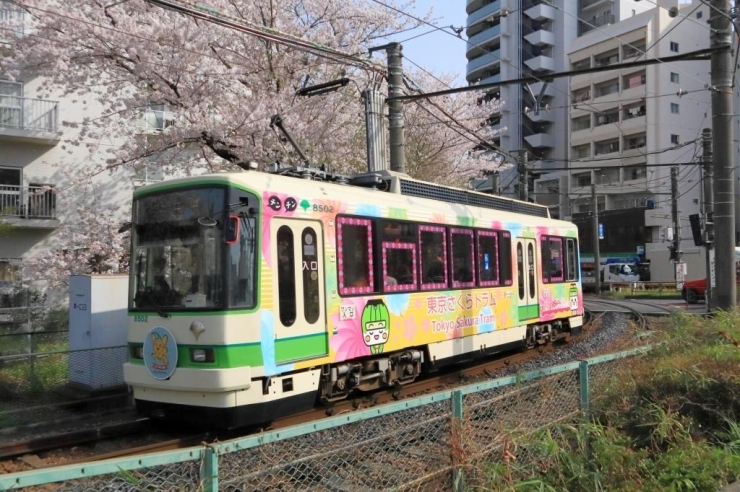 都営浅草線では東京さくらトラムの愛称で運行を始めています。<br>※さくらの時期限定運行ではなく、車両の愛称です。