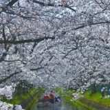 「砂子水路」500メートルの水路にソメイヨシノが咲き誇る！