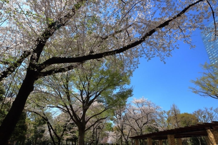 染井吉野桜　緑の新緑が大分出てきました。風が吹くと花が散り綺麗です。