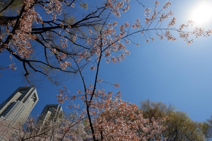 山桜　こちらも葉が出ていますが、茶色の葉です。