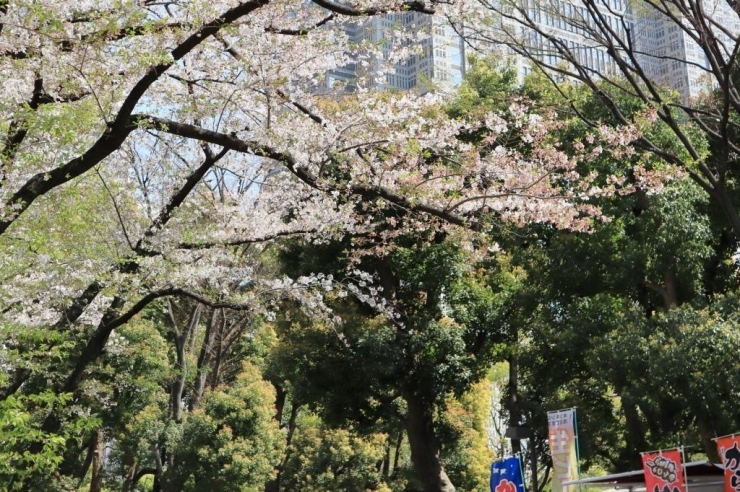 染井吉野桜　まだ花は残っていますが、風が吹くと桜吹雪が綺麗です。