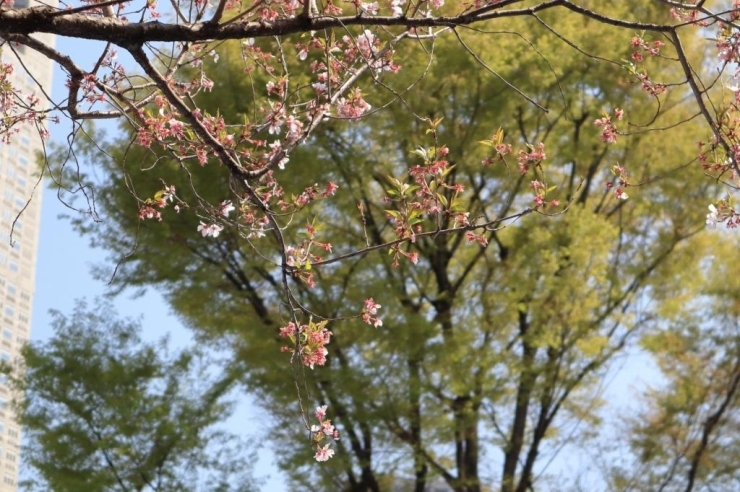 高遠小彼岸桜　ほとんど花はありません。