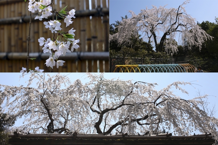 甘泉園公園入り口の　桜