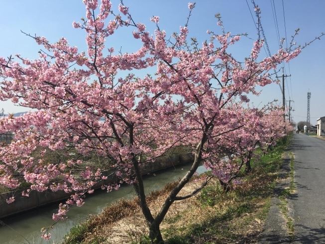 「河津桜満開です！」