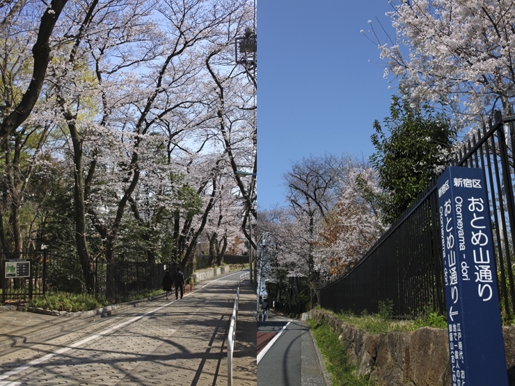 おとめ山通りの　上り坂と　下り坂の桜