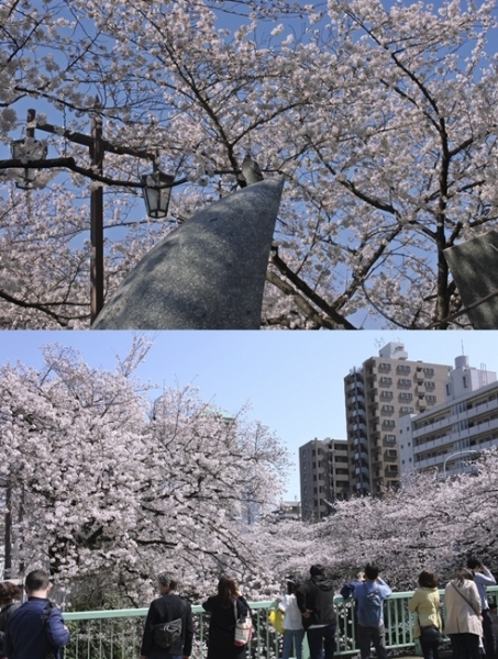 あれ　石のモニュメントの先に　ハットして　鳩だ