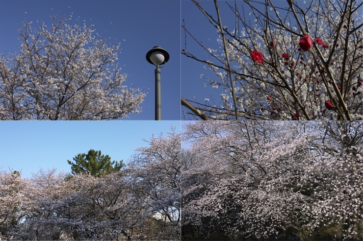 桜の箱根山　真っ赤な花は　何だろう<br>頂上から桜を見下ろせば　絶景かな