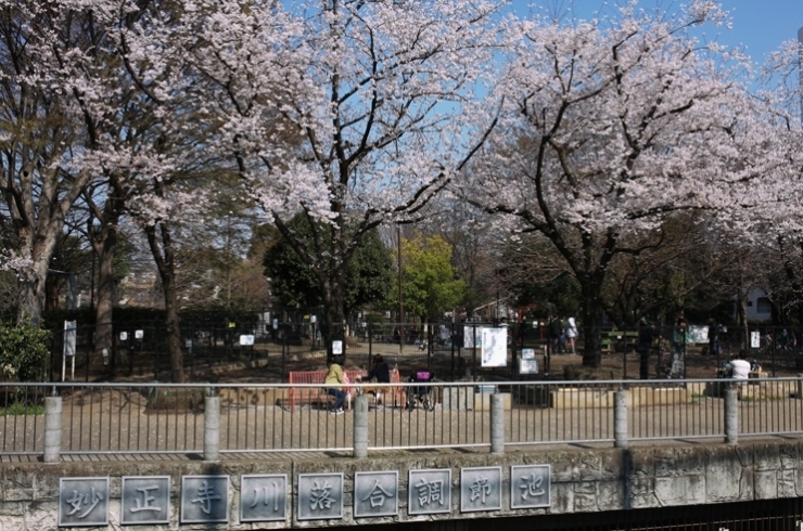 調節池の上は落合公園か　公園には桜だね