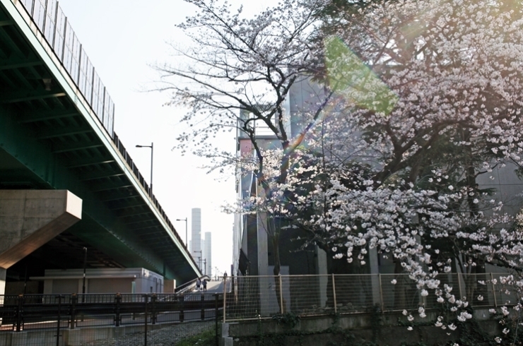 川べりの　落合第五小学校の光る桜　左の坂を登れば山手通りだ