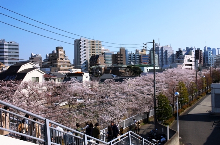 道を挟んで　神田川