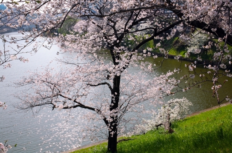 新見附橋から　市ヶ谷方面　倒れてる木にも　桜が満開だ