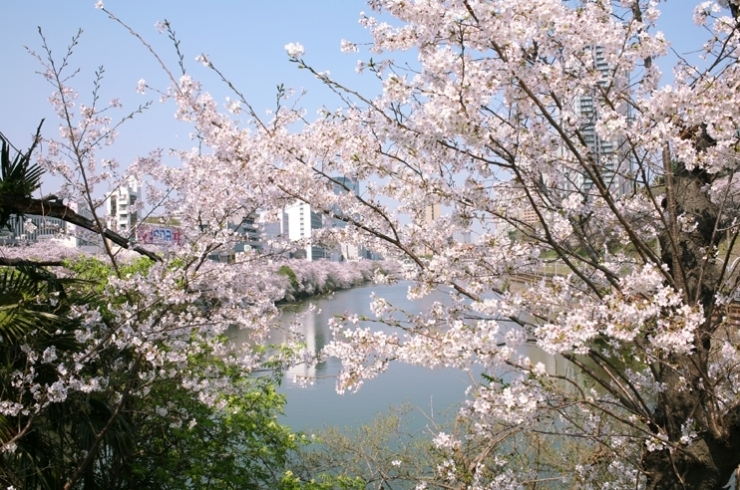 新見附橋から　飯田橋方向を見る　花盛り