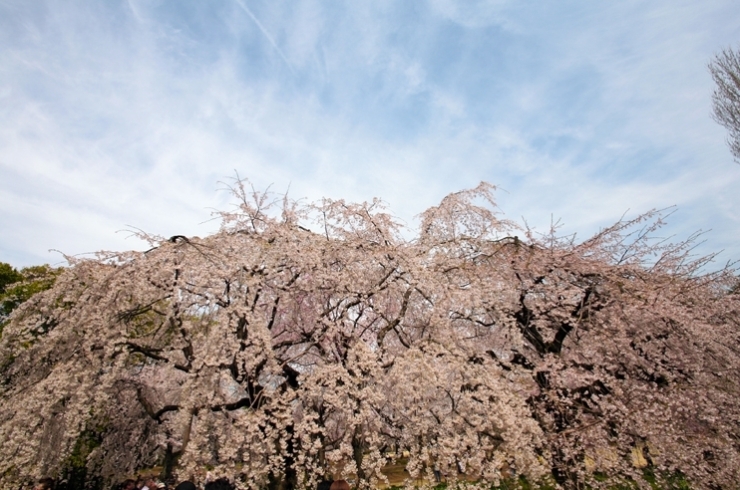 桜は　滝のごとく　流れ落ち<br>雲は　竜のごとく　上に上に登っていく　ようだ