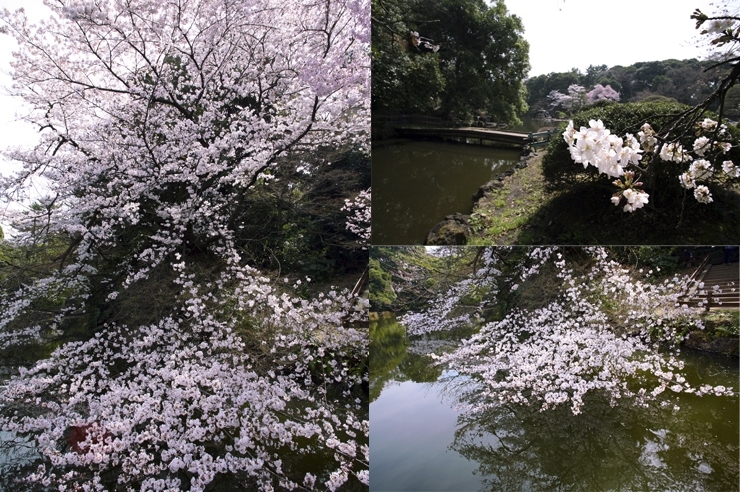 池と桜　新宿御苑はいくつも池があるのですが<br>池の周りは　必ず桜が見れるのです
